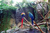 Parrot 1